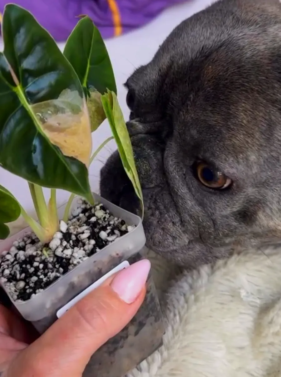 A French Bulldog sniffing at a young Alocasia Golden Bone with a marbled golden leaf sector, held up in a small pot.