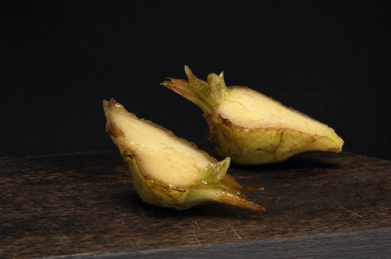 An Alocasia corm cut in half on dark wood, both halves showing the pale flesh inside.