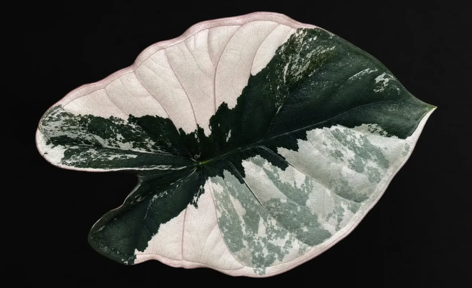 Large leaf of Alocasia nebula Pink Albo: a pale pink and white blade with deep green sectors and a fine pink edge, on a black background.