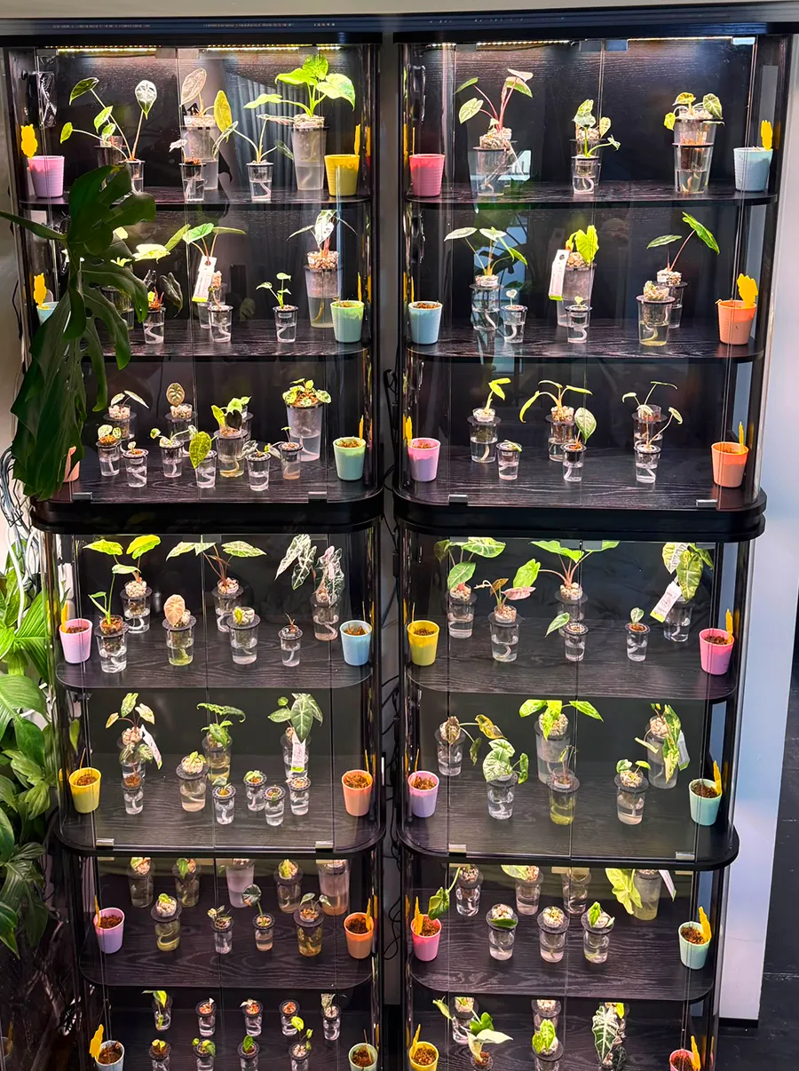 Two glass grow cabinets filled with young Alocasias in jars under grow lights.