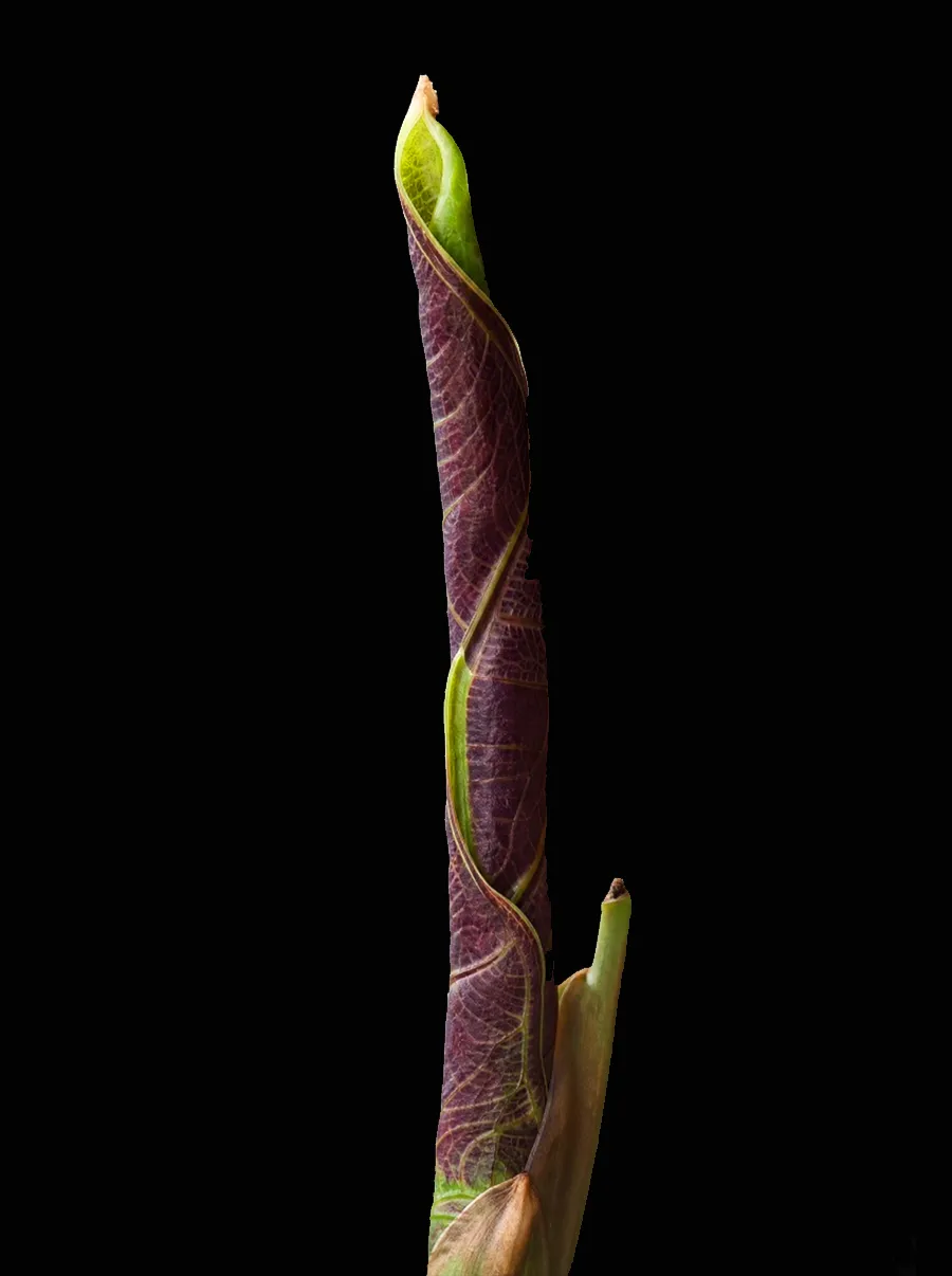 New Alocasia leaf unfurling: a tightly rolled dark purple spike with green edges, on black.