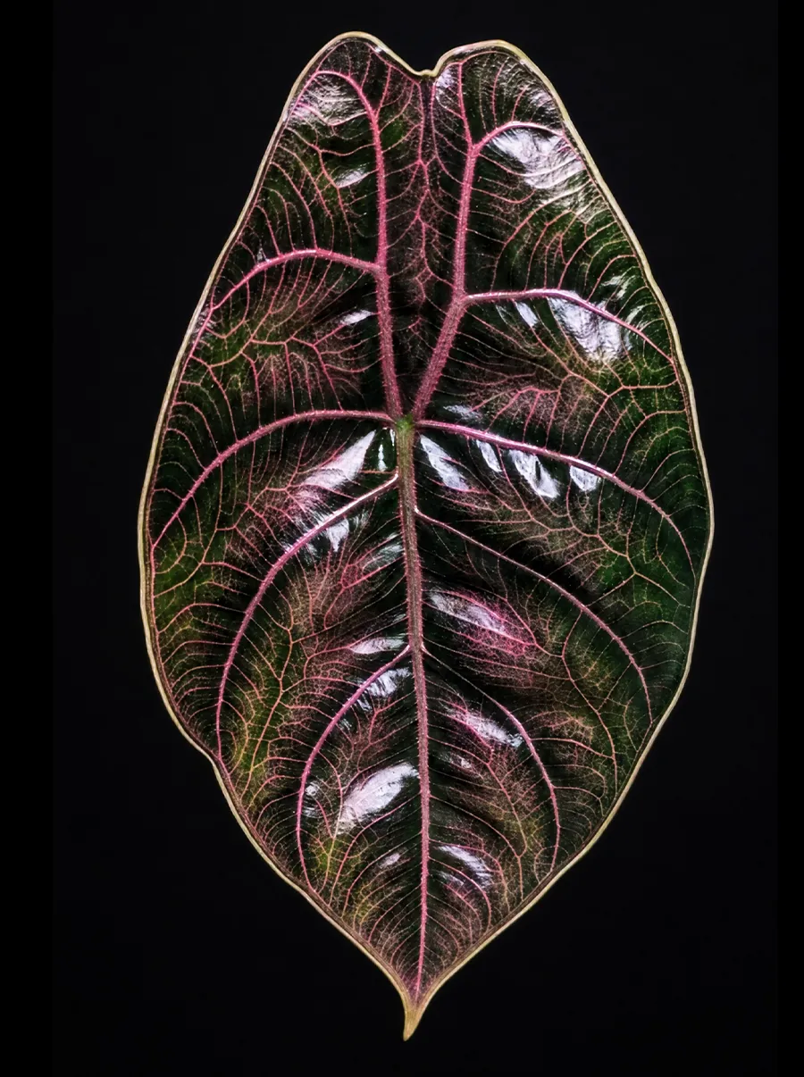 Dark glossy leaf of Alocasia Azlanii with a fine network of pink veins, on a black background.