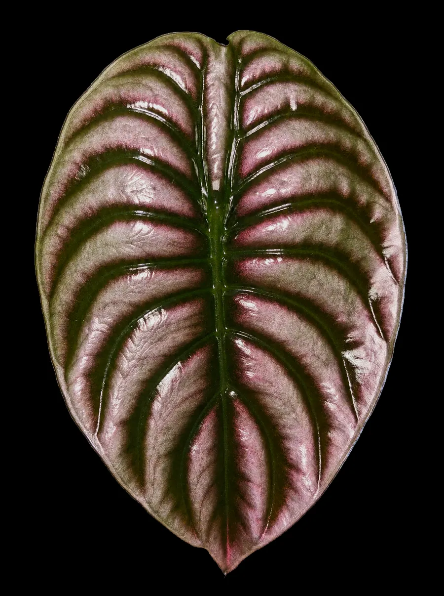 Quilted metallic leaf of Alocasia Cuprea shimmering pink and silver between dark ribs, on a black background.