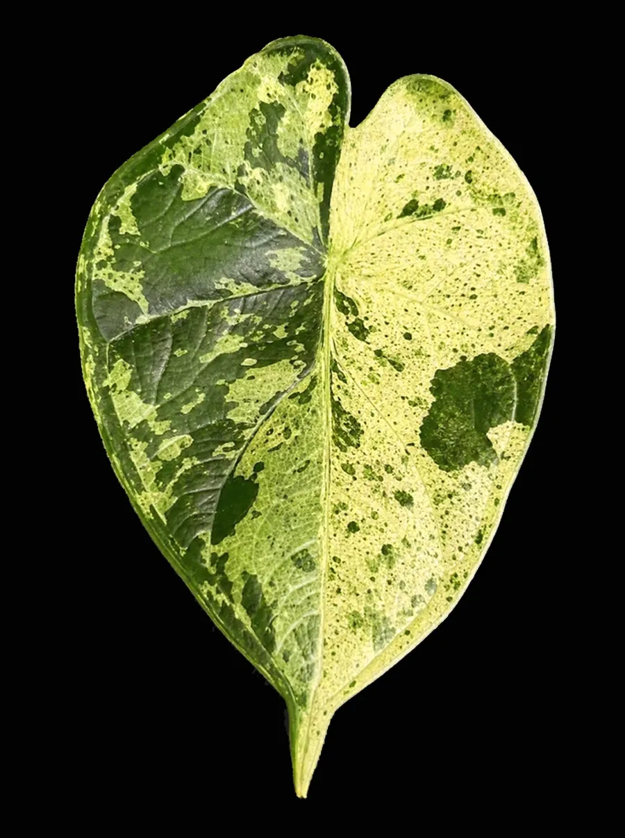 Heart-shaped leaf of Alocasia Baginda Dragon Scale Mint, mottled dark green with pale mint speckles, on a black background.