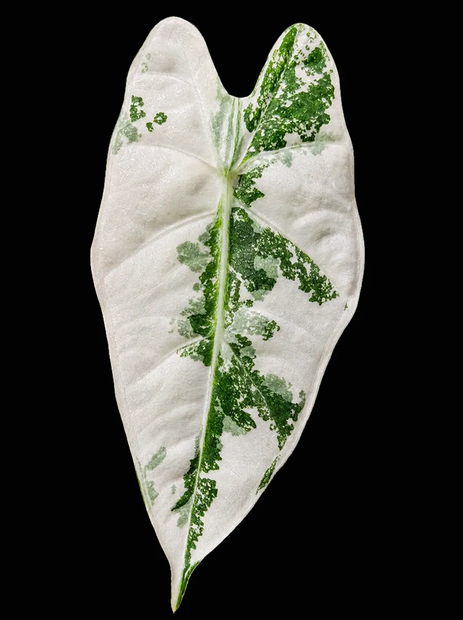 White arrowhead leaf of Alocasia Micholitziana Frydek Albo with dark green speckled sectors, on a black background.