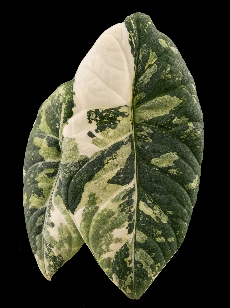 Textured leaves of Alocasia Maharani Albo with white and pale mint marbling, on a black background.