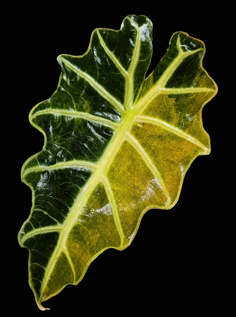 Scalloped leaf of Alocasia Polly Aurea, one half deep green and one half golden yellow, on a black background.
