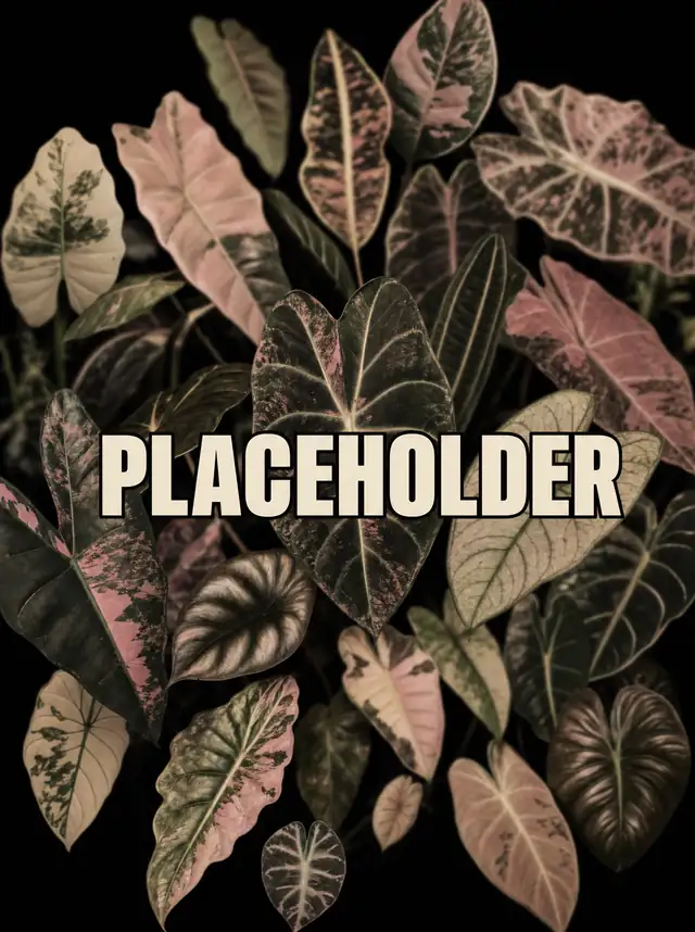 Placeholder image for Alocasia Venusta: a muted collage of Alocasia leaves.